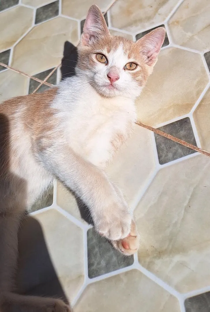 Chaton mâle