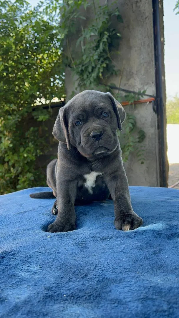 Cane Corso - 4000 DH - Marrakech | Daba Annonce