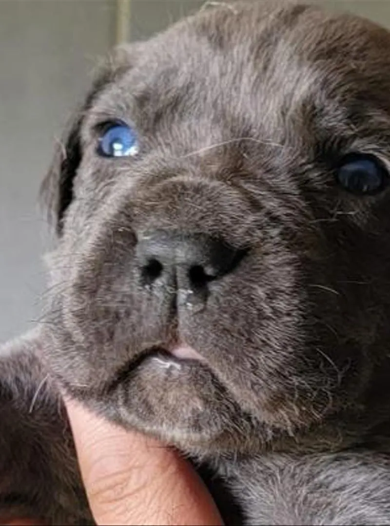 Chiot Cane Corso pedigree