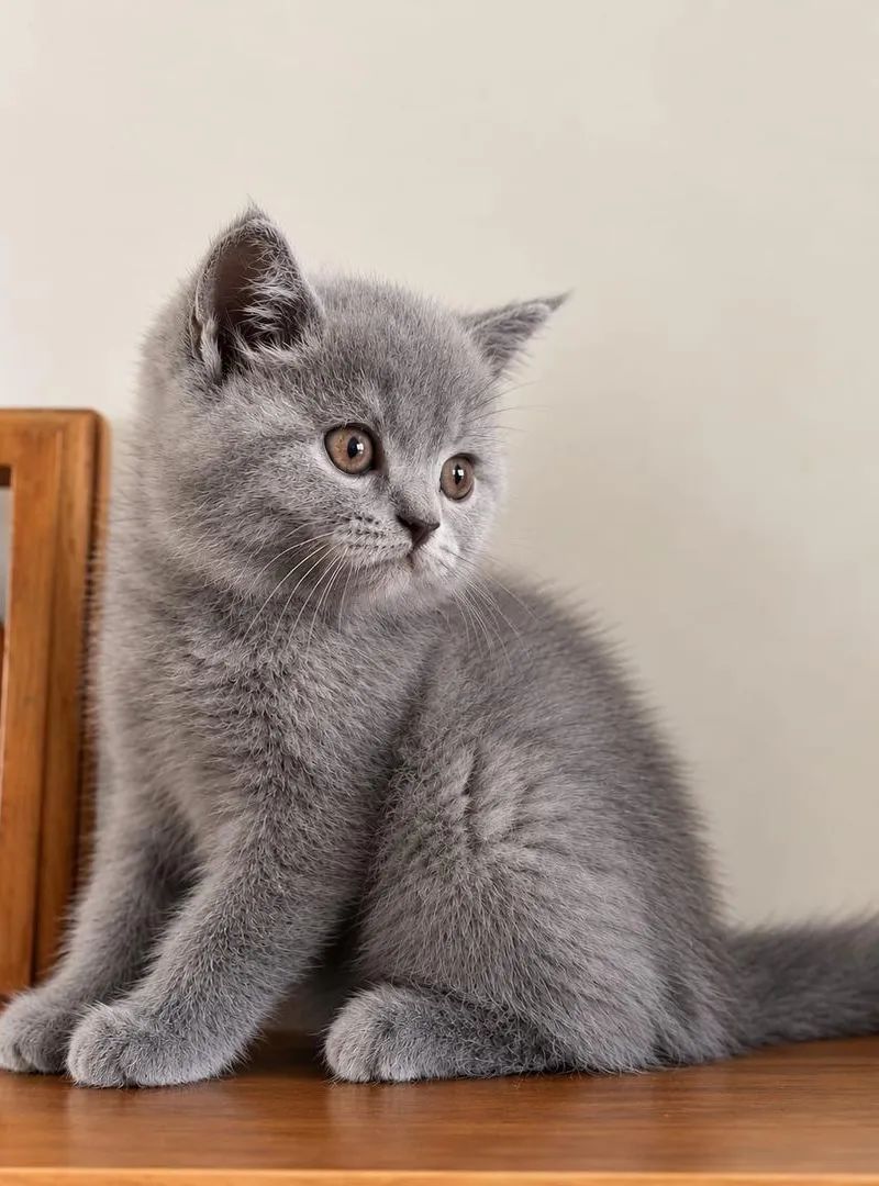 British Shorthair yeux marron 💯 pur