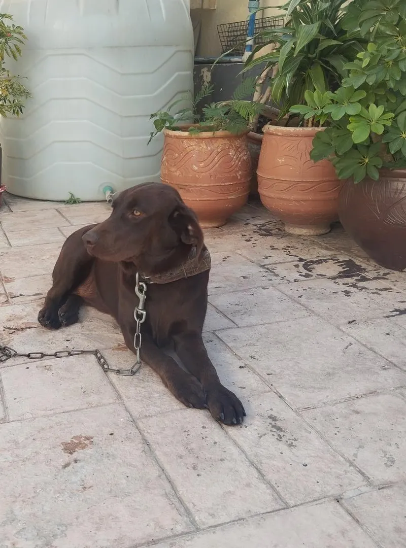 Labrador Retriever pedigree