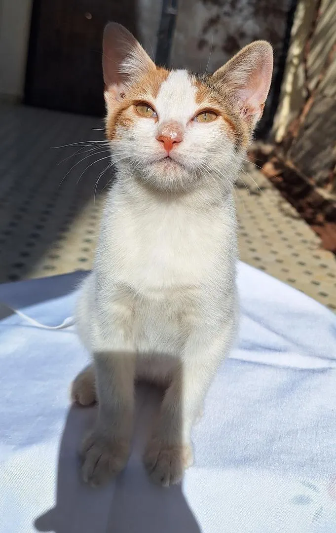 Chaton femelle