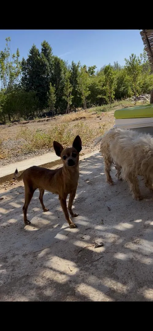 Chihuahua toy