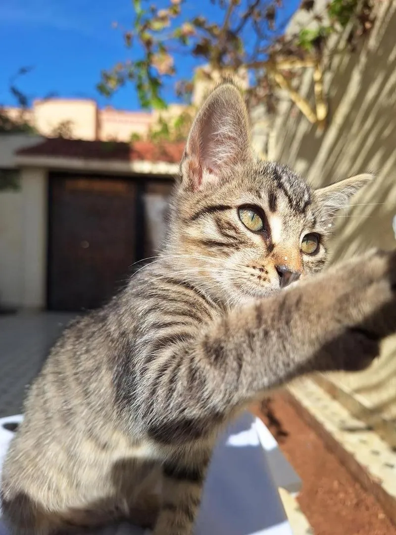 Chaton femelle tigré