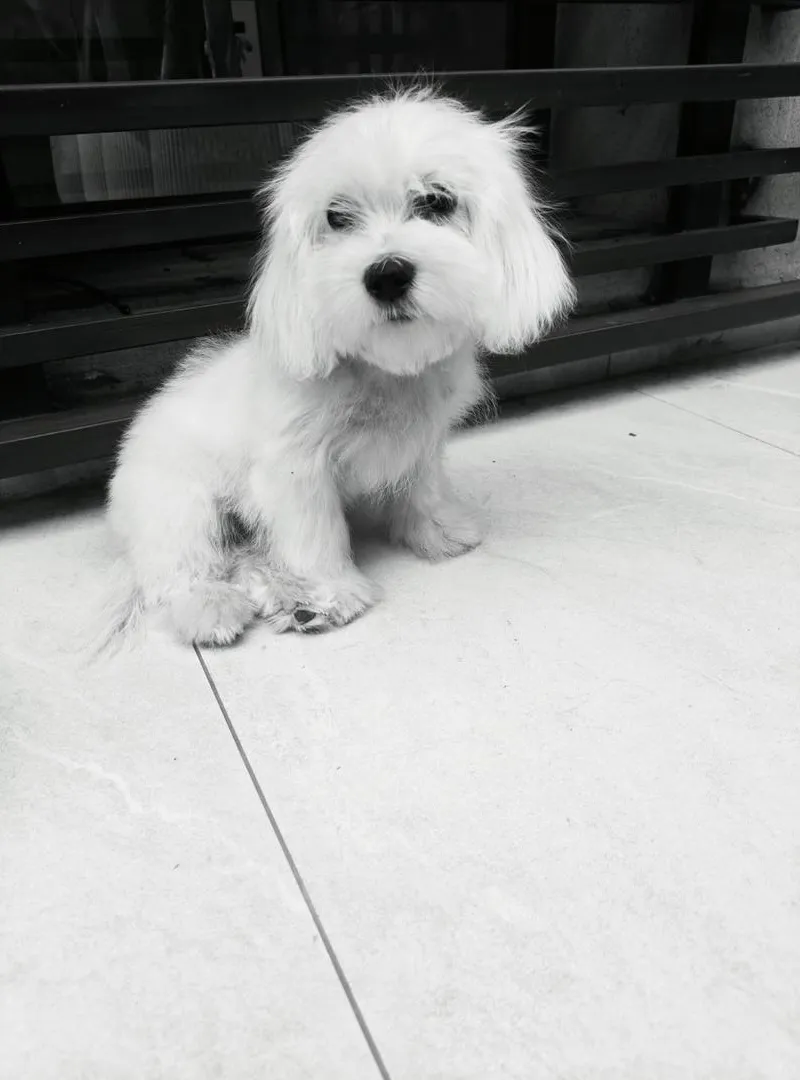 Chien Bichon Maltais pure race