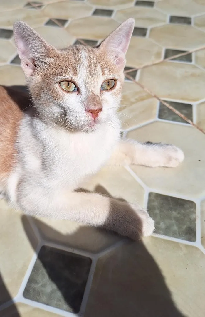 Chaton mâle