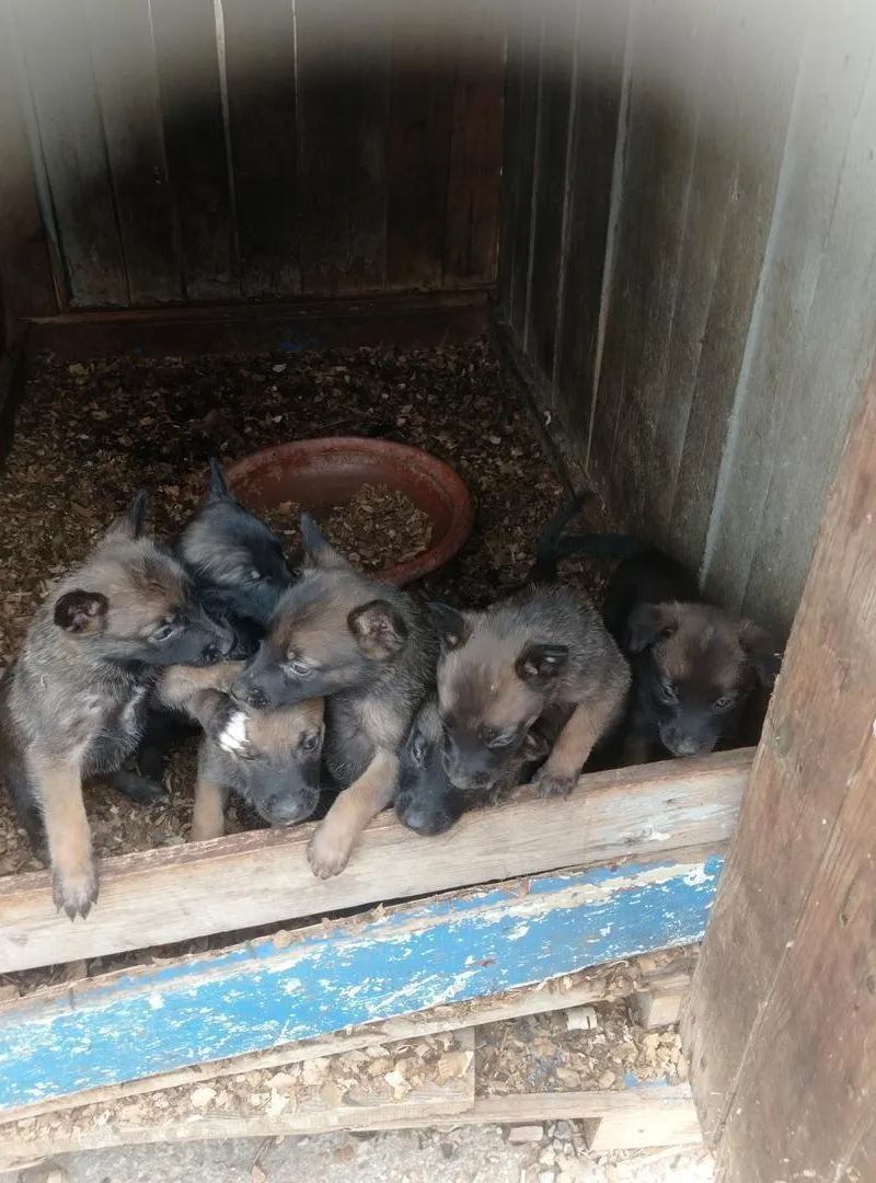 Chiots Malinwa
