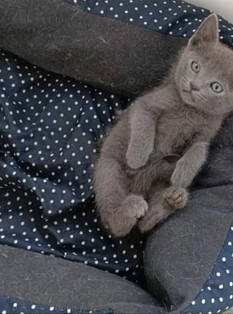 Chaton bleu reus