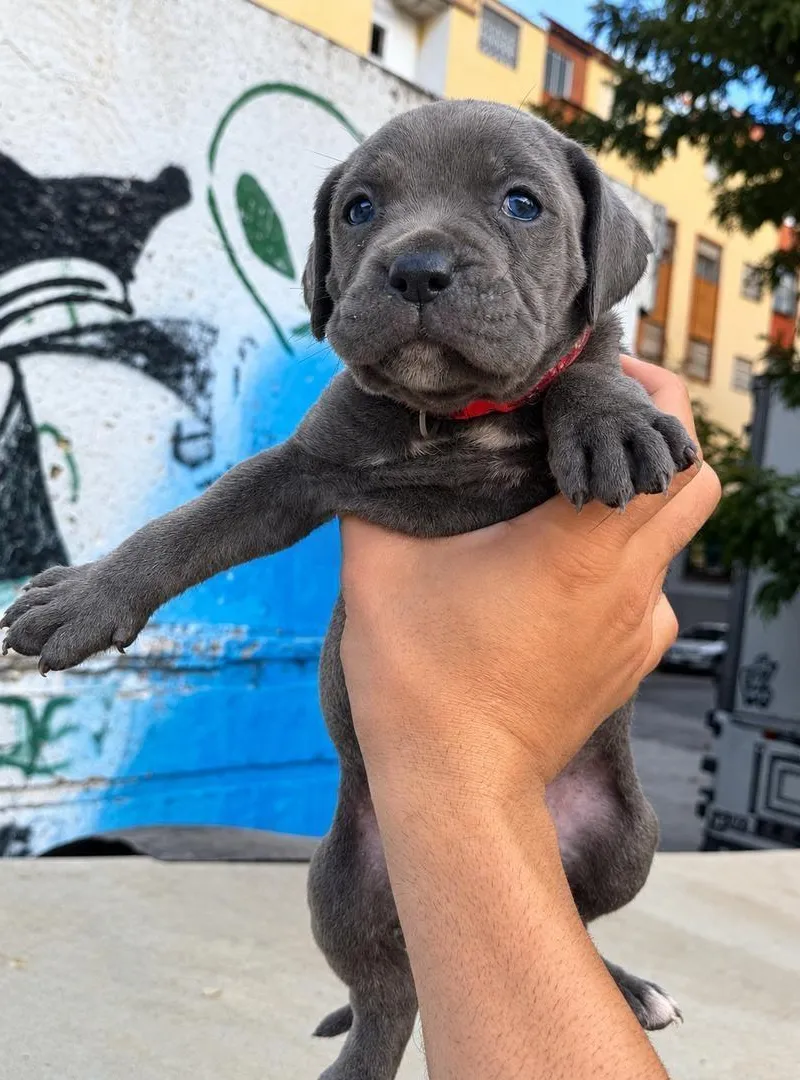 Cane Corso gris